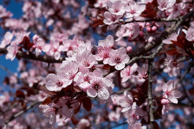 Алыча примет всех! Ещё и поделится с ними своим здоровьем и зимостойкостью. Алыча примет всех! Ещё и поделится с ними своим здоровьем и зимостойкостью.