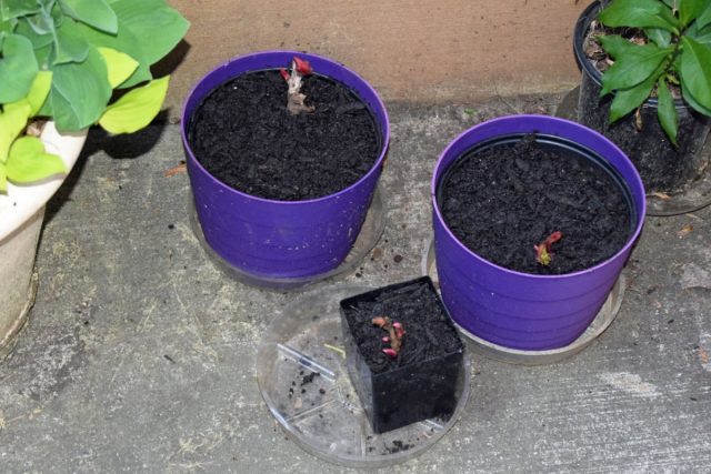 Если почки тронулись в рост, останется только высадить корневища в кашпо и уже в таком виде передержать до конца лета.