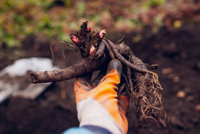 Для большинства пионов достаточно будет 70-100 см.