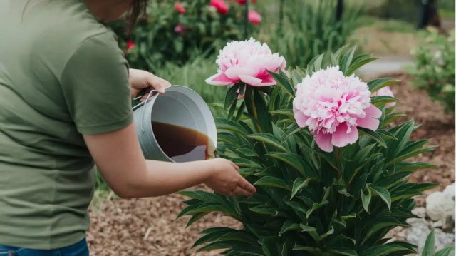 Первые два года правильно посаженные пионы ничем кормить не нужно, начиная с третьего года – по стандартной схеме 4 раза за сезон.