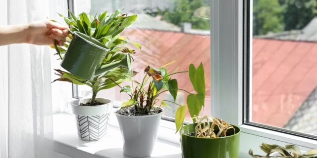 В жару вода быстро испаряется с поверхности почвы и грунт пересыхает. Поэтому цветы нужно поливать чаще и обильнее, чем зимой.