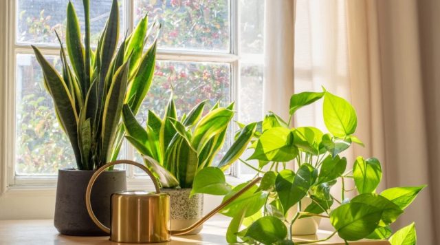 Чтобы листья не получили ожоги, хорошо в полдень задёргивать прозрачный тюль, прикрывать жалюзи или притенять горшки с цветами с помощью тонкой белой бумаги.