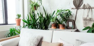 Тренды комнатного цветоводства в 2025 году.