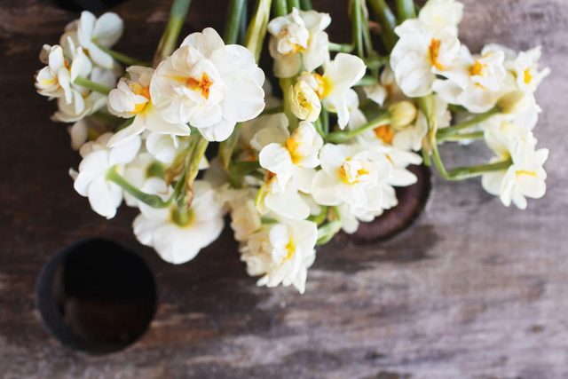 Многоцветковый нарцисс "Чирфулнесс" ('Cheerfulness'). Многоцветковый нарцисс "Чирфулнесс" ('Cheerfulness').