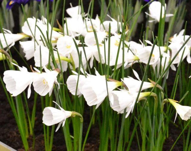 Нарцисс-юбочник "Уайт Петтикоат" ('White Petticoat'). Нарцисс-юбочник "Уайт Петтикоат" ('White Petticoat').