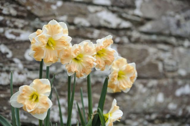 Нарцисс с разрезной короной "Кум Лауде" ('Cum Laude'). Нарцисс с разрезной короной "Кум Лауде" ('Cum Laude').
