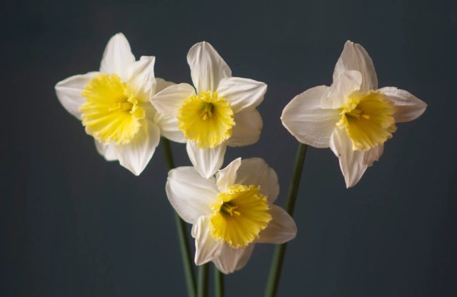 Крупнокорончатый нарцисс "Айс Фоллис" ('Ice Follies'). Крупнокорончатый нарцисс "Айс Фоллис" ('Ice Follies').