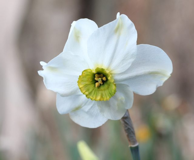 Мелкокорончатый нарцисс "Синопель" ('Sinopel'). Мелкокорончатый нарцисс "Синопель" ('Sinopel').
