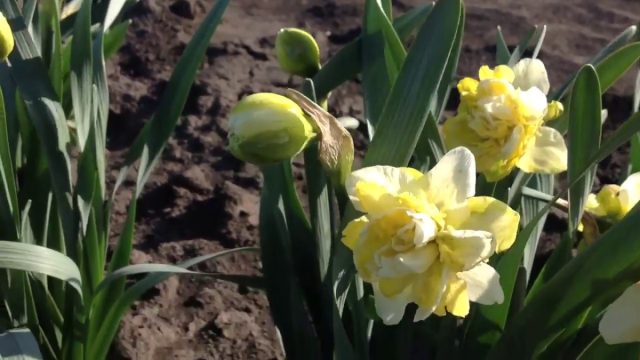 Махровый нарцисс "Вэйв" ('Wave'). Махровый нарцисс "Вэйв" ('Wave').