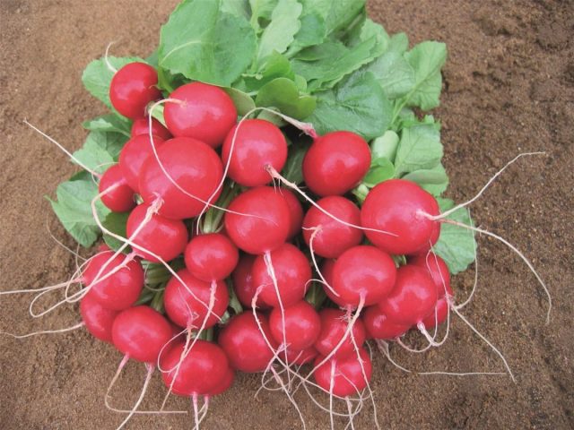 "Регге" - среднеспелый (28-32 дня) редис. Корнеплоды крупные, до 26 г, круглые, насыщенного красного цвета.