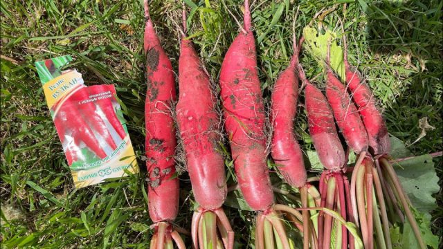 "Вулкан" - этот редис по форме больше напоминает морковь, только красного цвета. Его плоды крупные, вытянутые, длиной до 20 см и весом около 100-300 г.