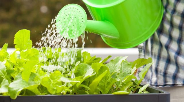 При отсутствии дождей или когда осадков мало, редиску поливают раз в 2-3 дня тёплой водой из лейки из расчёта 3-5 л на м2.