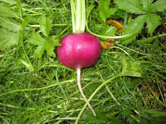 "Аметист" подойдёт тем, кто любит всё необычное. Его плоды хоть и имеют традиционную округлую форму, зато окрашены в редкий для редиса фиолетовый цвет.