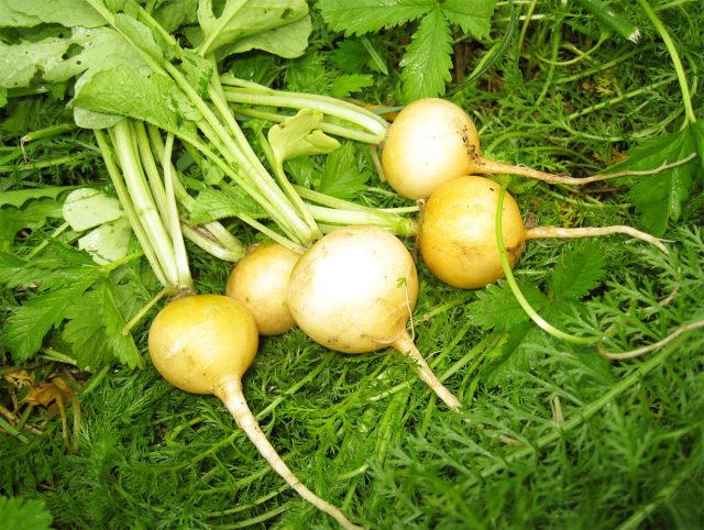 "Злата" - скороспелый (19-21 день до технической спелости) редис.