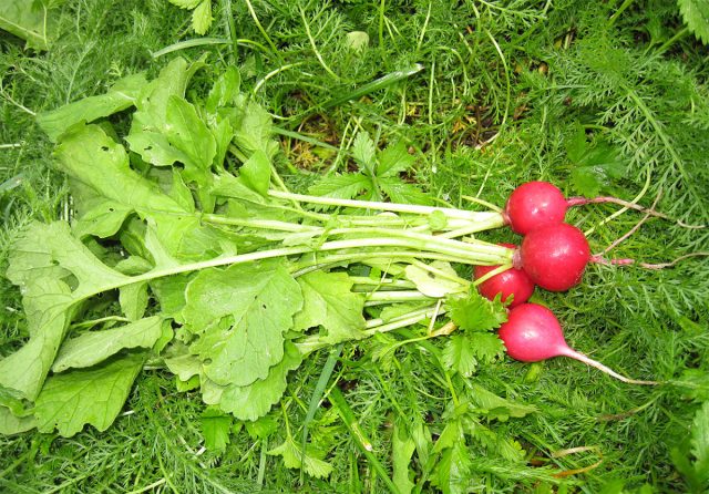 "Жара" - проверенный временем скороспелый (21-23 дня) сорт, дающий стабильно хорошие урожаи до 2,3 кг/м2.