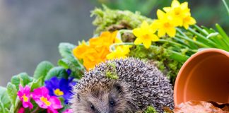 Ёжик на участке — проблема или польза?