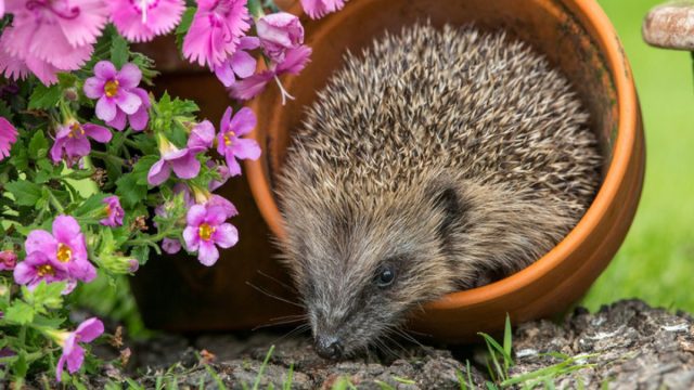 Ежи - природные враги змей, поэтому они отлично справляются с их изгнанием с участка. Ежи - природные враги змей, поэтому они отлично справляются с их изгнанием с участка.