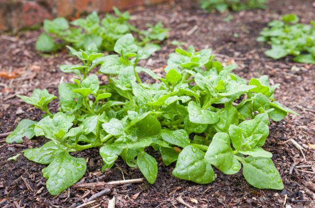 10 альтернатив шпинату, которые хорошо переносят жару.