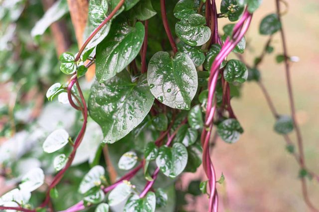 Малабарский шпинат (Basella) отличают вьющиеся, укореняющиеся побеги, которые выпускают нежные зеленые листья в течение всего лета.