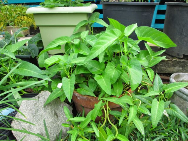 Ипомея водная (Ipomoea aquatica) хорошо растет как в почве, так и в воде, поскольку это полуводное растение, требующее постоянной влажности субстрата.