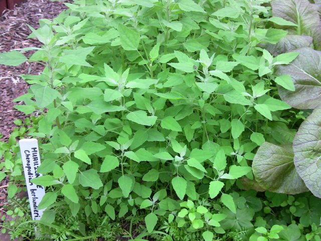 Собирайте молодые побеги и листву, и используйте их в салатах или других блюдах аналогично шпинату.