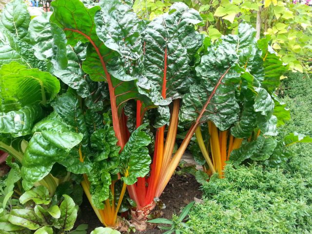 Швейцарский мангольд (Beta vulgaris) известен яркими черешками и морщинистыми листьями, напоминающими свекольную ботву.