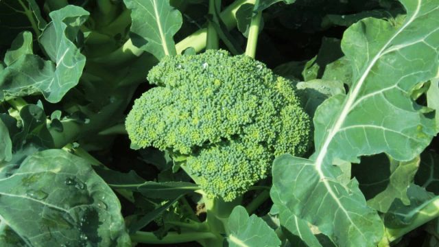 Листовая капуста (Brassica oleracea) — одна из лучших листовых зеленых культур, которую легко выращивать в теплом климате.