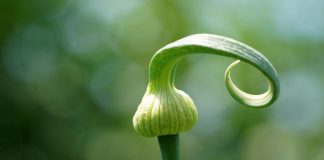 5 причин стрелкования лука и как этого избежать.