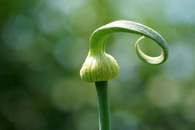 5 причин стрелкования лука и как этого избежать. 5 причин стрелкования лука и как этого избежать.