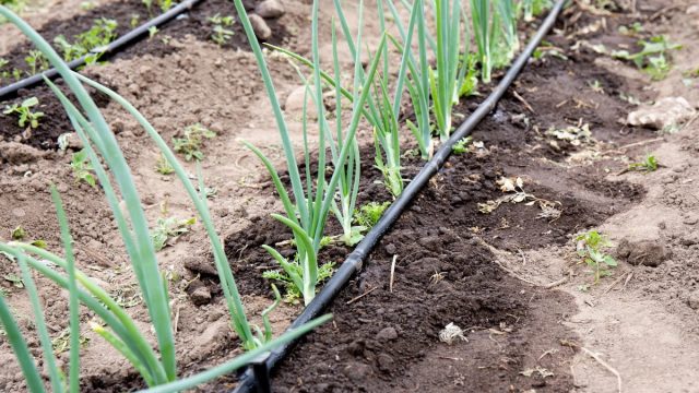 Регулярный режим полива — ключ к предотвращению стрелкования, вызванного недостатком влаги. Регулярный режим полива — ключ к предотвращению стрелкования, вызванного недостатком влаги.