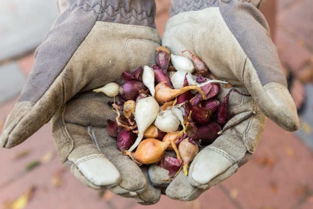 Нередко коммерческий севок уже пережили воздействие низких температур, что подготавливает луковицы к цветению с наступлением весеннего тепла. Нередко коммерческий севок уже пережили воздействие низких температур, что подготавливает луковицы к цветению с наступлением весеннего тепла.