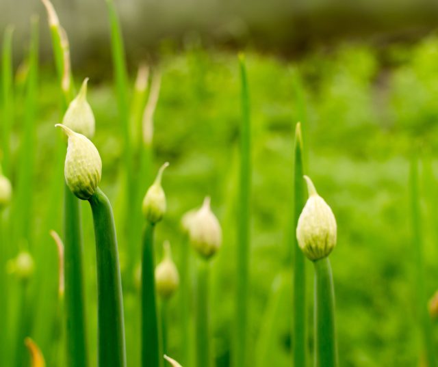 Хотя стрелкование - довольно неприятное явление, если заметить его на ранней стадии, иногда можно хотя бы частично спасти урожай Хотя стрелкование - довольно неприятное явление, если заметить его на ранней стадии, иногда можно хотя бы частично спасти урожай