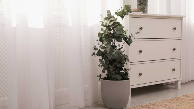 Как и пеларгония, эвкалипт очень не любят мошки, комары и другие комнатные вредители, благодаря источаемым фитонцидам. Как и пеларгония, эвкалипт очень не любят мошки, комары и другие комнатные вредители, благодаря источаемым фитонцидам.