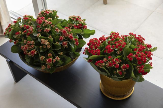 Листья каланхоэ выделяют сок, который помогает при лечении кожных язв, фурункулов и свищей — крайне неприятные вещи. Кроме того, его можно использовать и как противовоспалительное, заживляющее или кровоостанавливающее средство. Листья каланхоэ выделяют сок, который помогает при лечении кожных язв, фурункулов и свищей — крайне неприятные вещи. Кроме того, его можно использовать и как противовоспалительное, заживляющее или кровоостанавливающее средство.