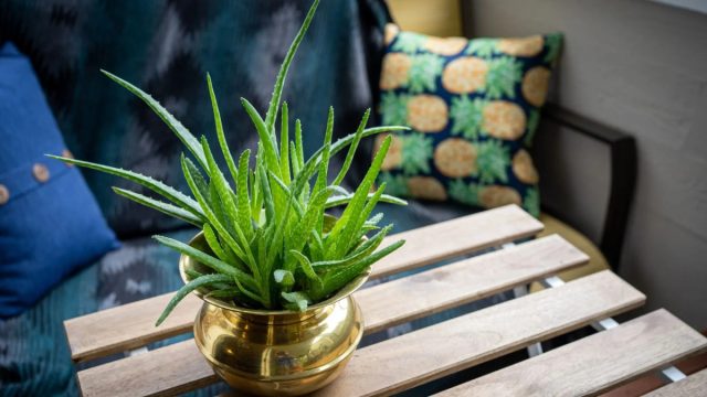 Алоэ отлично подходит как средство против ран и ожогов. Регенеративные свойства сока его листьев уже давно известны. Алоэ отлично подходит как средство против ран и ожогов. Регенеративные свойства сока его листьев уже давно известны.