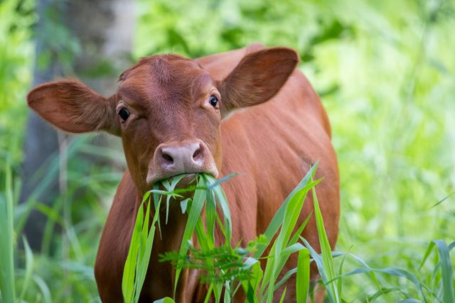 Что делать, если корова отравилась на пастбище? Что делать, если корова отравилась на пастбище?