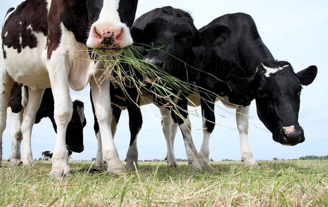 Особенно тщательно нужно проверять низинные места около болот и рек, где может быть множество ядовитых растений. Особенно тщательно нужно проверять низинные места около болот и рек, где может быть множество ядовитых растений.
