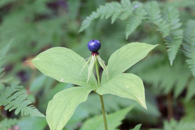 Вороний глаз угнетает работу сердца, центральной нервной системы и желудочно-кишечного тракта. Вороний глаз угнетает работу сердца, центральной нервной системы и желудочно-кишечного тракта.