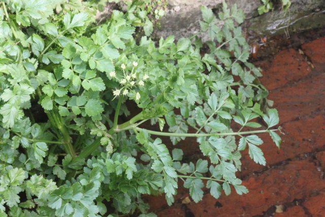 Омежник шафранный крайне ядовит и содержит сильнейшие нейротоксины, которые в абсолютном большинстве случаев приводят к быстрой гибели животных. Омежник шафранный крайне ядовит и содержит сильнейшие нейротоксины, которые в абсолютном большинстве случаев приводят к быстрой гибели животных.