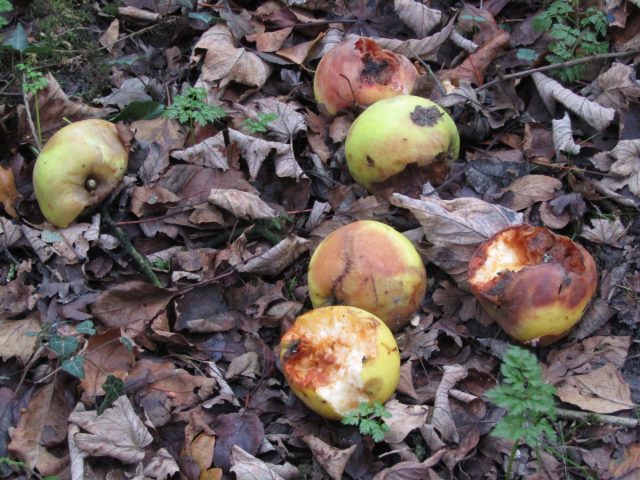 Делать так не стоит – большинство некачественных плодов поражены болезнями или вредителями.