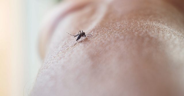 Частый душ позволяет на время замаскировать запахи, но, конечно, не делает вас настоящим «невидимкой» для комаров.