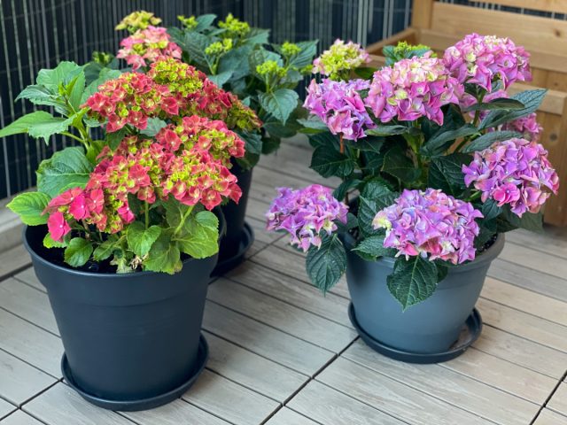 Цветущие гортензии из магазина обречены — что можно сделать.