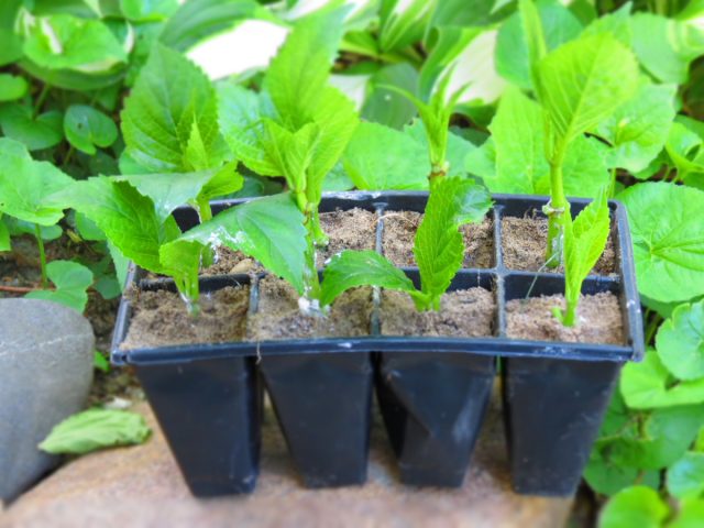 Если вы действительно надеетесь подарить гортензию, которой человек сможет наслаждаться в своем саду в течение долгих лет, то лучше купить саженец в питомнике.