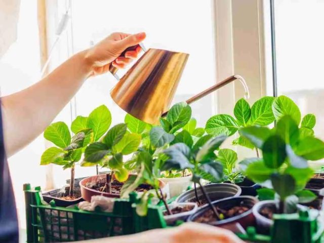 Поливайте горшечную гортензию часто, особенно когда она цветет, но будьте осторожны, чтобы не перелить, (так как слишком много воды приведет к гниению корней).