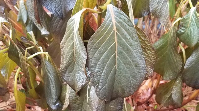 Погрузите горшок в емкость с теплой водой и тщательно пропитайте корневую массу.