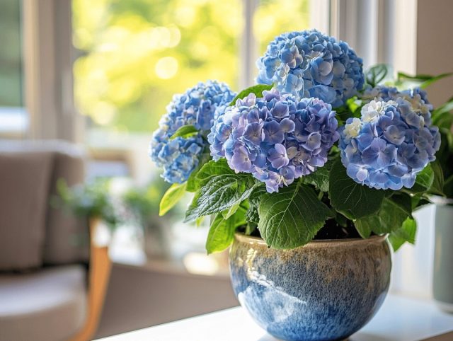 В щелочной почве цветки гортензии, как правило, розовые. В кислой - синие.