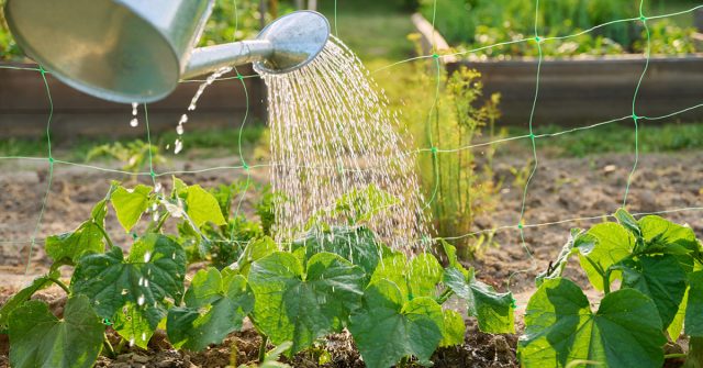 Правила полива огурцов: все детали и особенности.