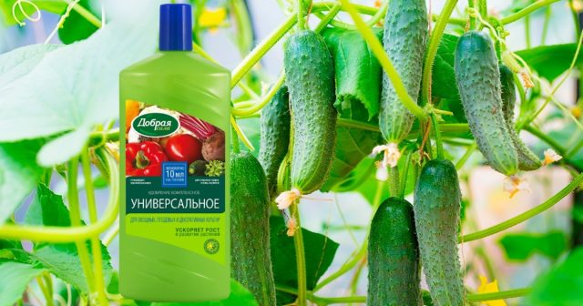 В запитывающие ёмкости можно одновременно добавить ОМУ Универсальное для овощных, плодовых и декоративных культур Добрая сила.