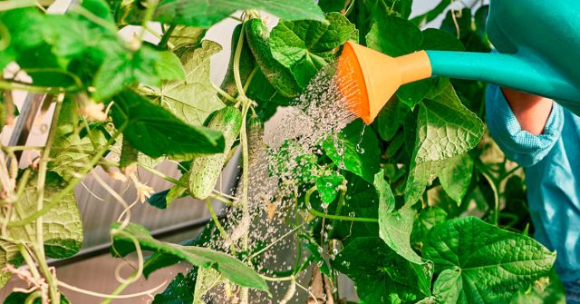 Летом, как правило, рекомендуется вносить под один крупный куст от 5 до 8 литров. Но это, как средняя температура по больнице.