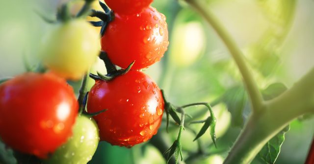 Как часто поливать томаты в теплице — простые правила.